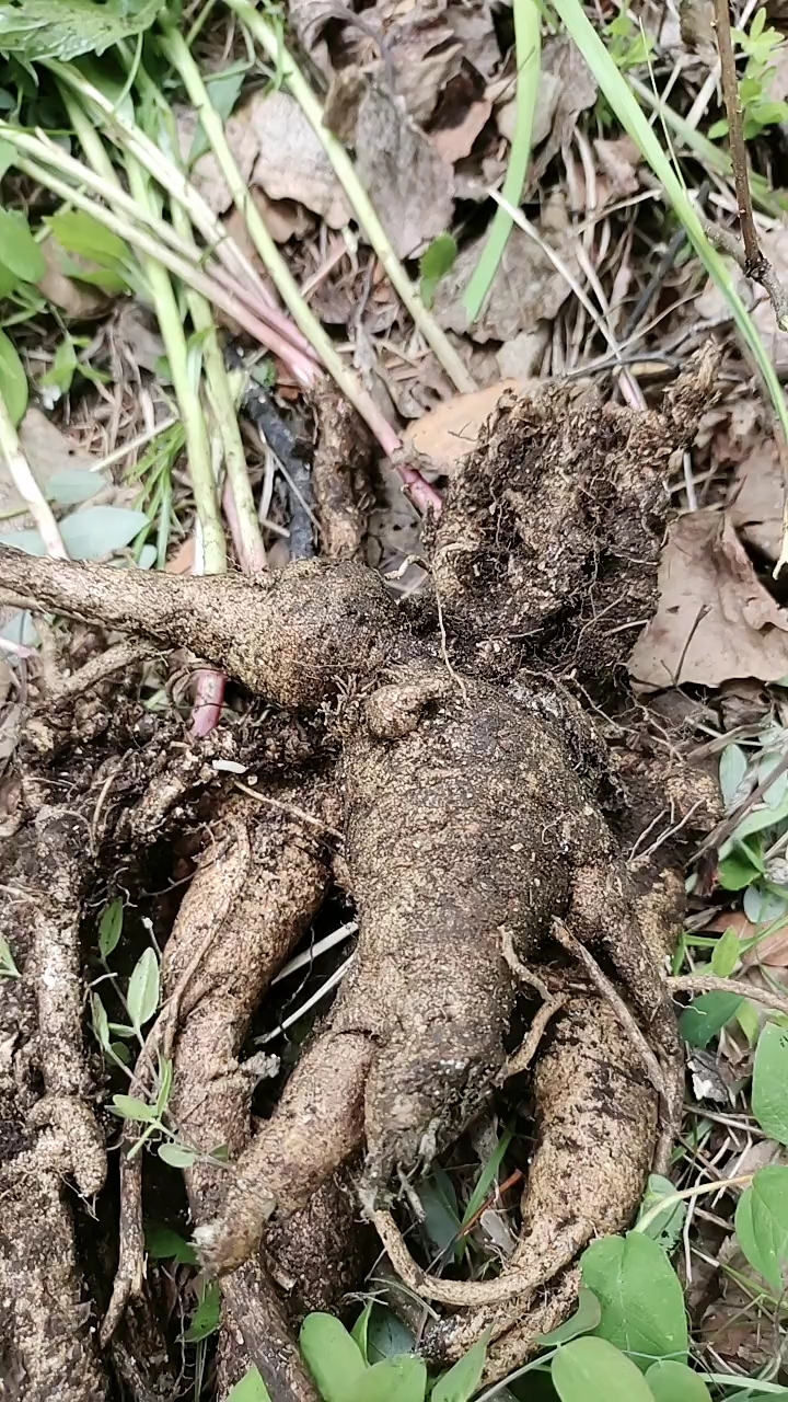 沙参,也是四叶菜根部,回家可以拌凉菜吃