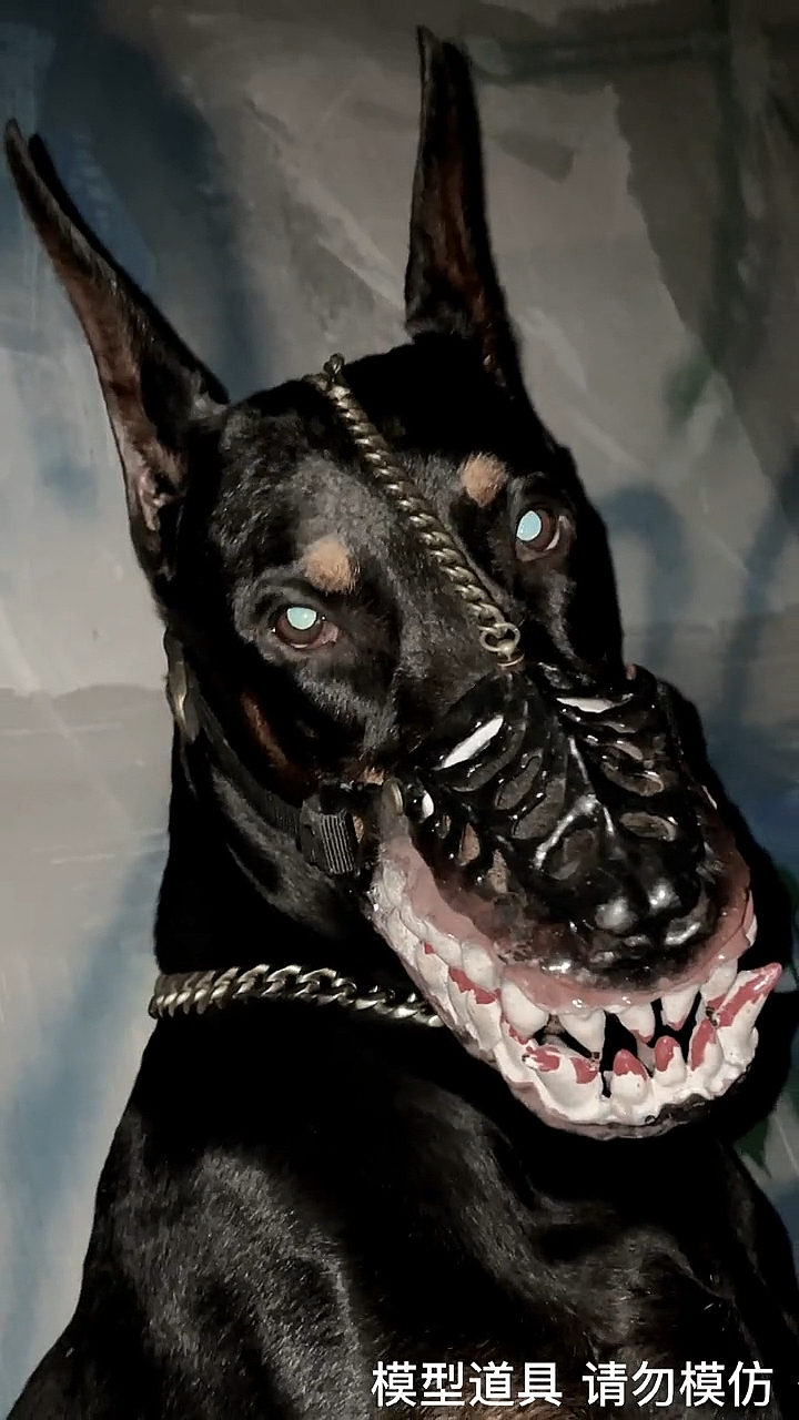 杜宾犬杜宾犬你看我有那个气质吗