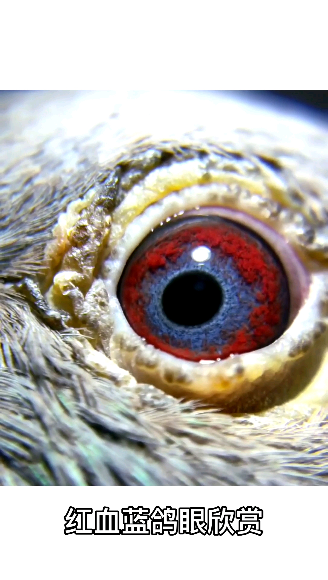 中国红血蓝鸽眼欣赏