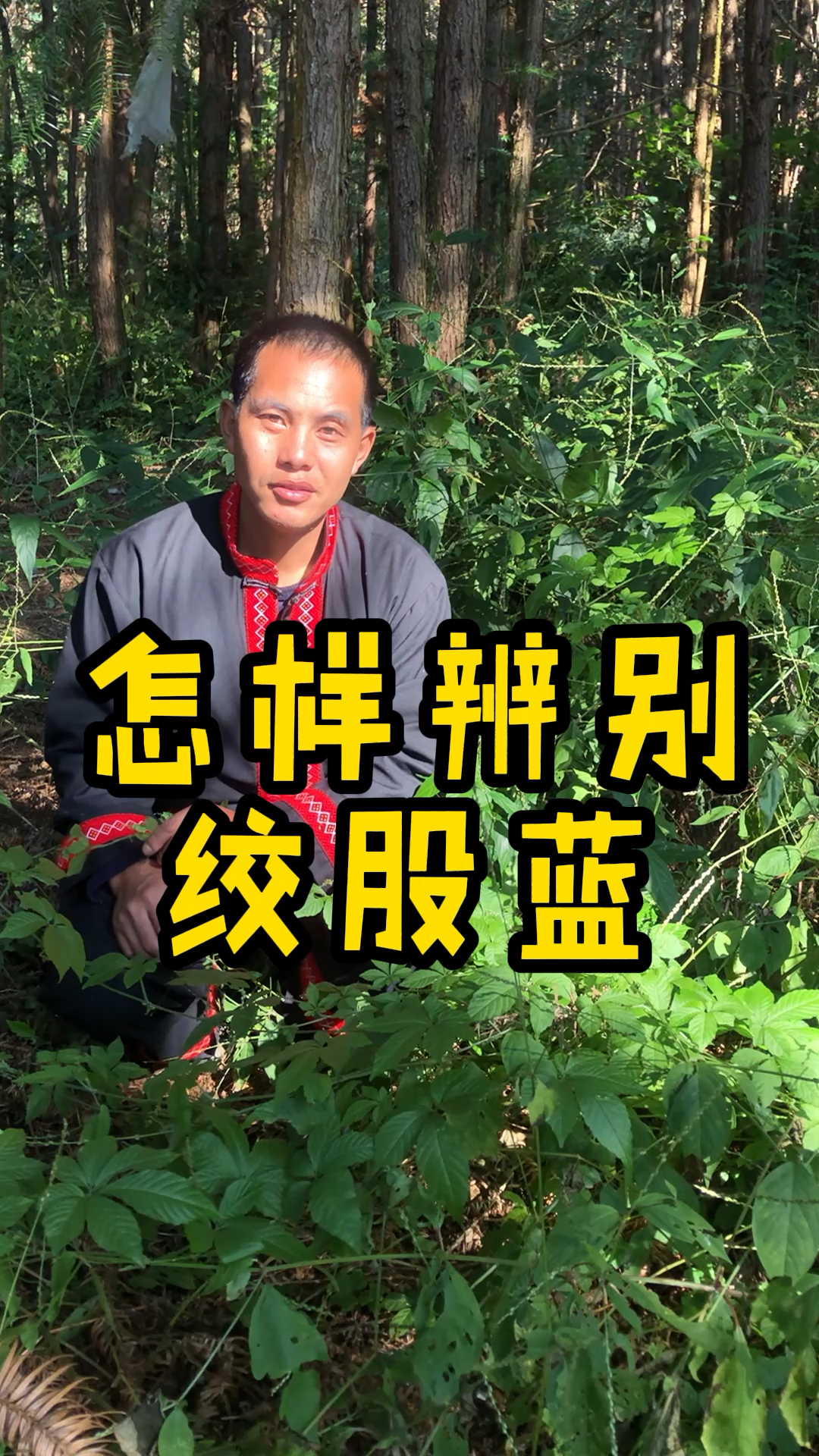 绞股蓝和母猪藤十分相似如何辨别它们