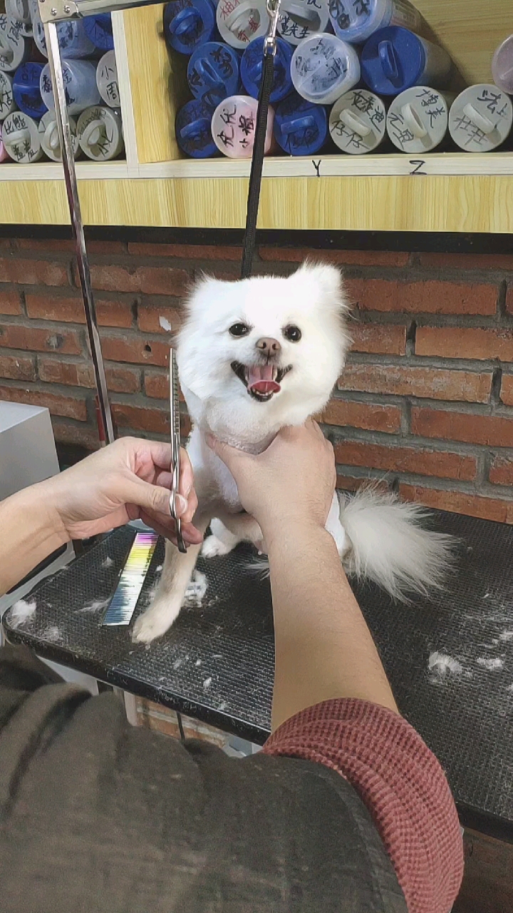 博美犬#博美犬头部修剪造型-度小视