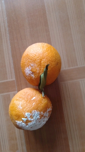 吃橙子可惜都坏了