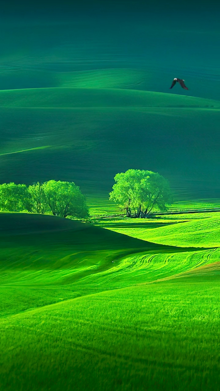大自然风景真实 绿色图片