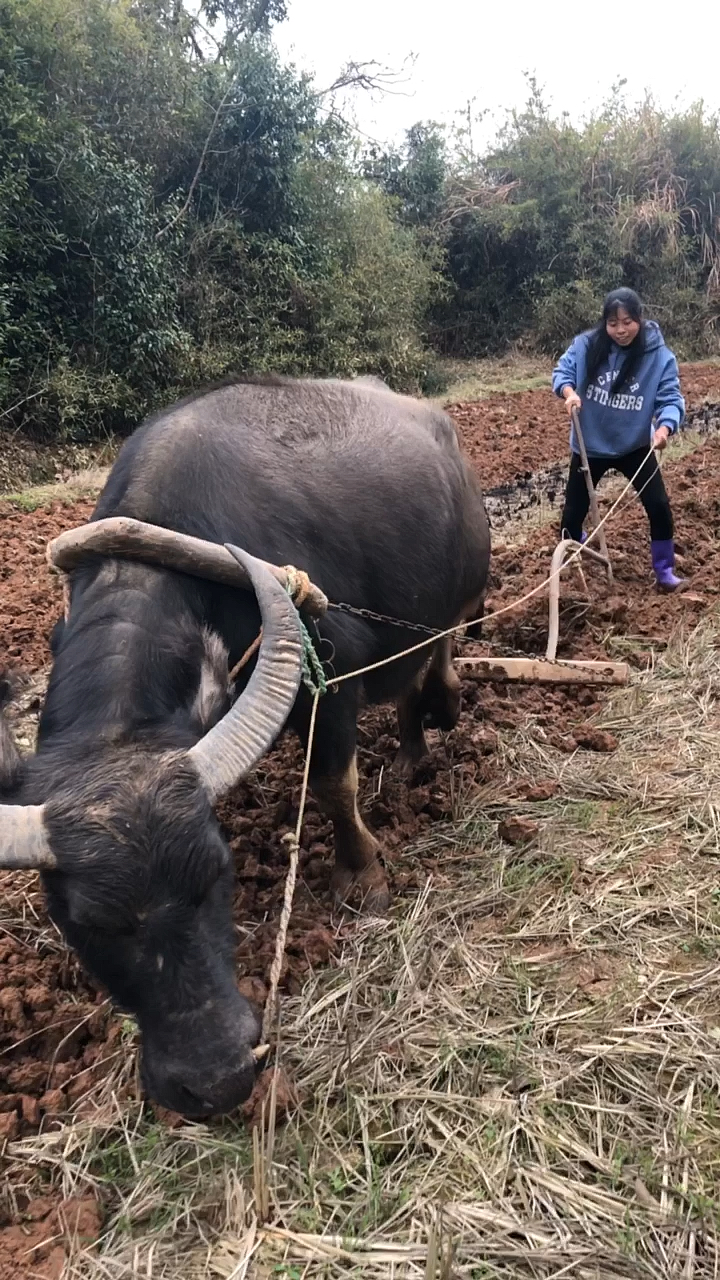 農村小妹用牛犁田