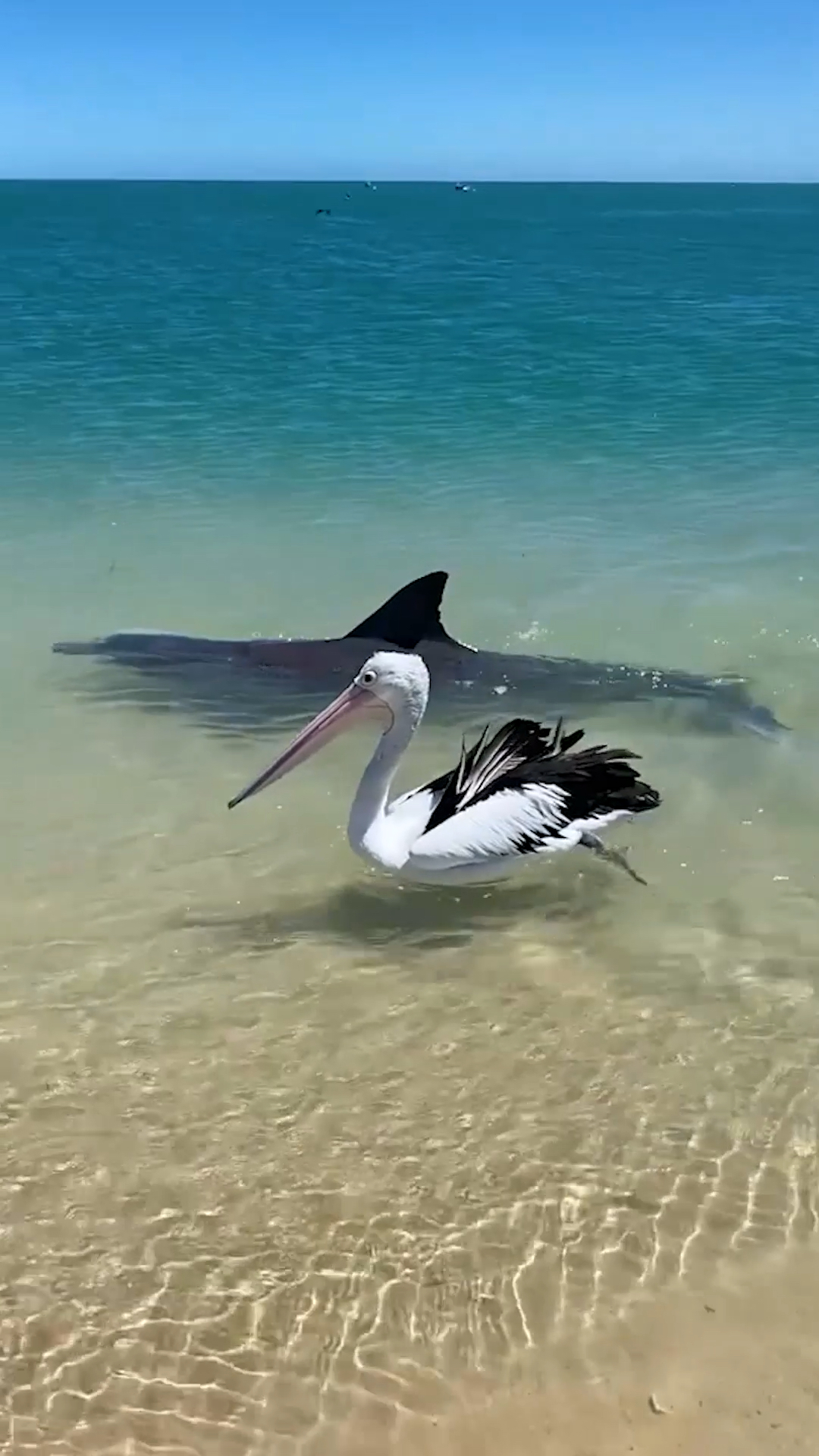 过好冬天#海鸟和鱼相爱啦海豚与鹈鹕如影随行