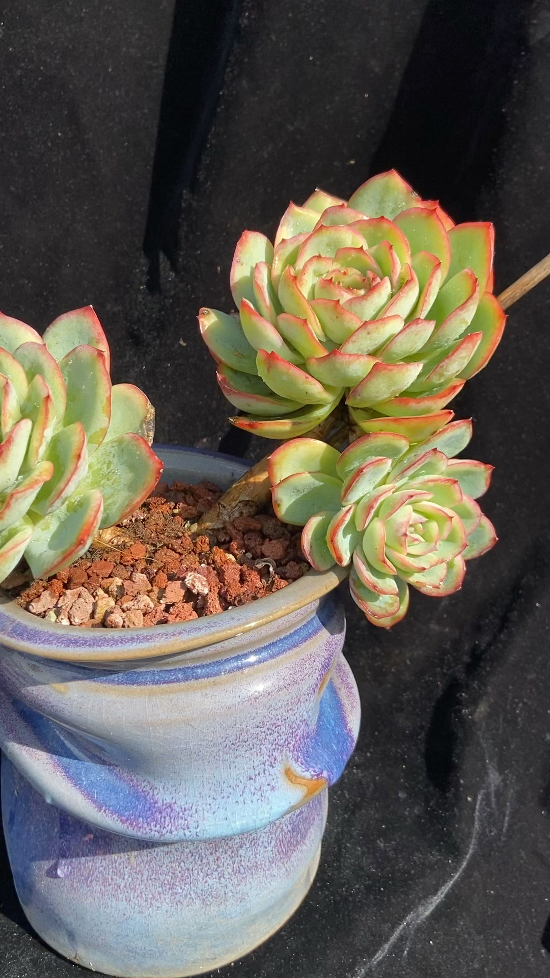 出晨露,喜欢晨露老桩的可以找我呢