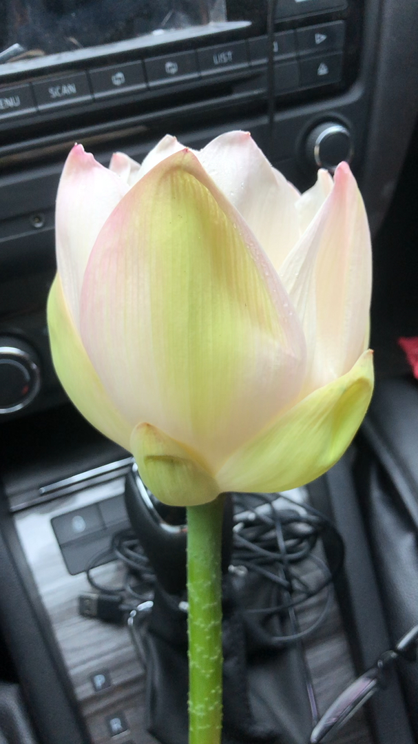 芬陀利华!#佛#莲花#旋转门#自动门#铜门#酒店#装饰