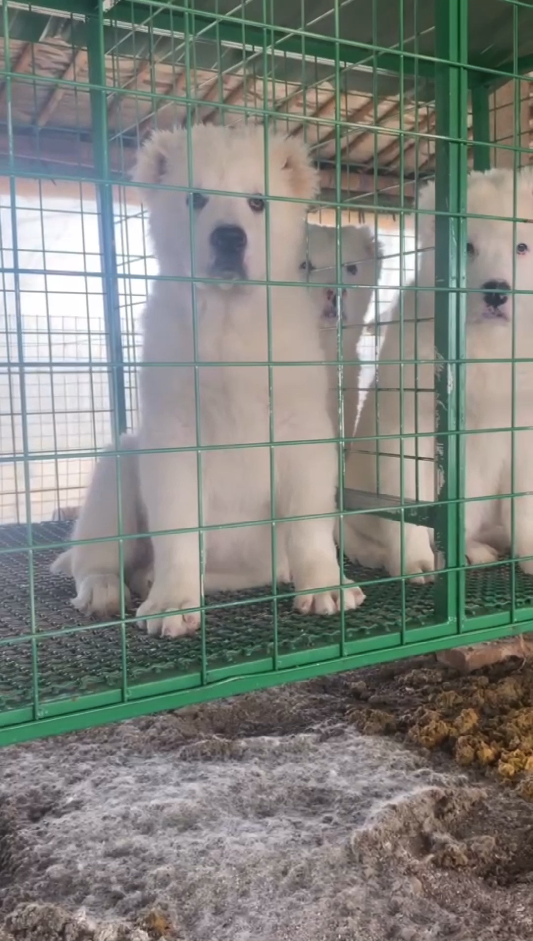 中亚牧羊犬双血统纯白中亚