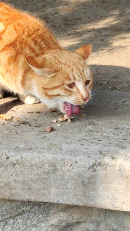 镜头下的猫咪我被鱼刺扎了一下