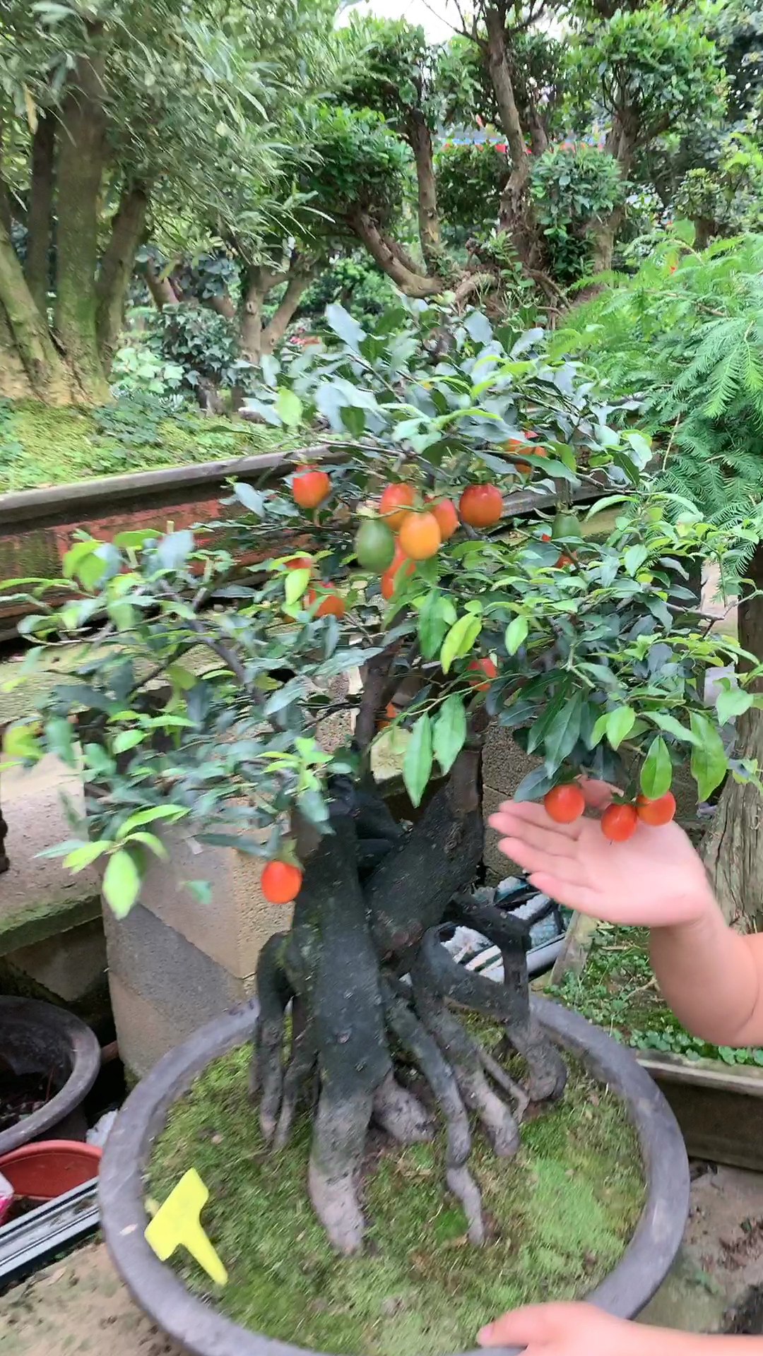 血红果金弹子盆景一盆也是批发价