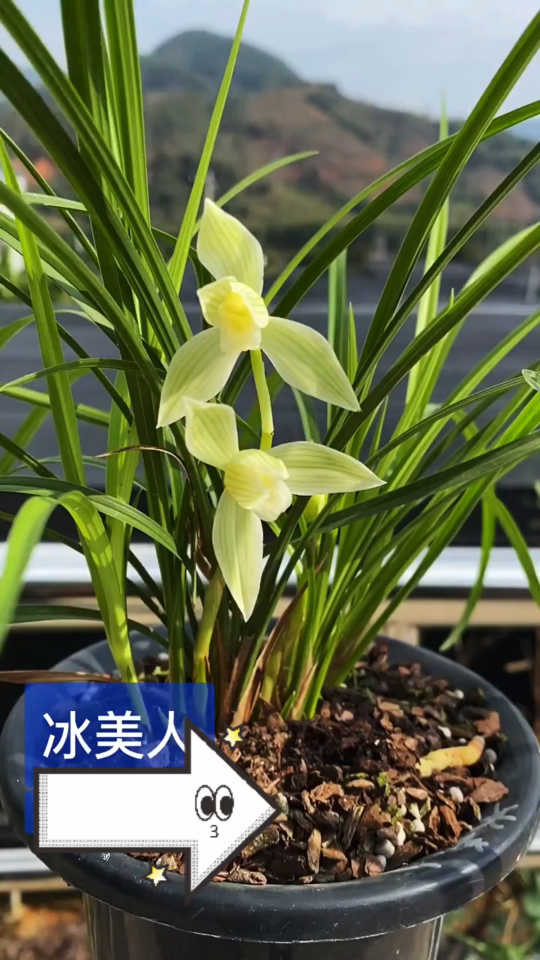 兰花#莲瓣兰冰美人