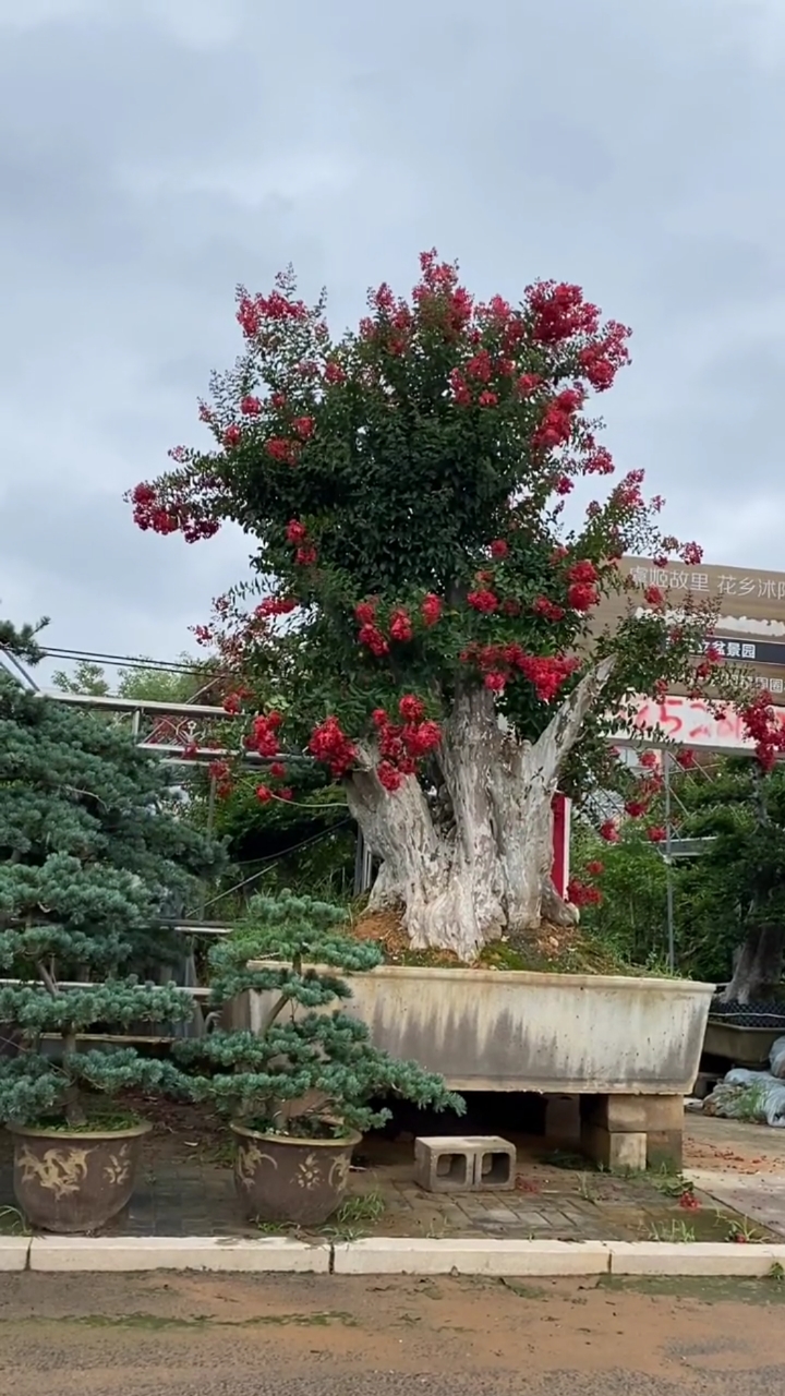 精品老桩红花紫薇红红火火,花期长达120天,适合庭院别墅农家小院栽植