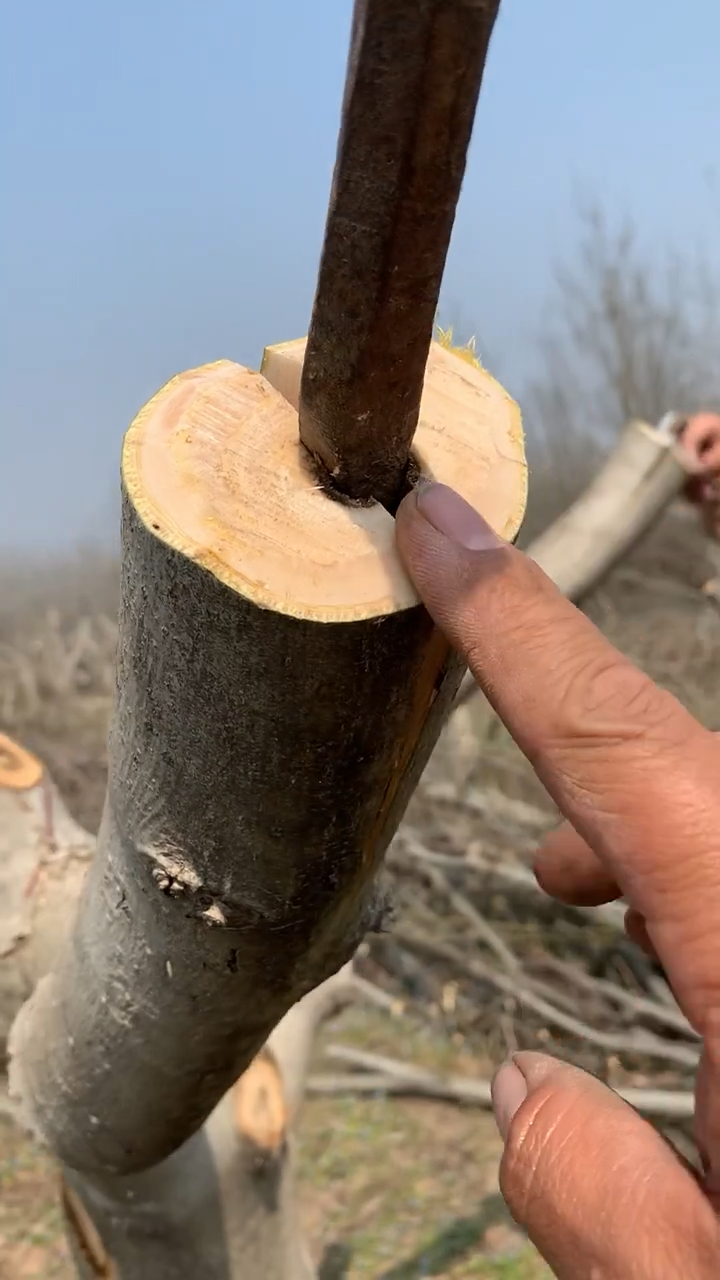 春日小視頻有獎徵集活動#核桃樹嫁接方法:可用插接法,先剪取10釐米的