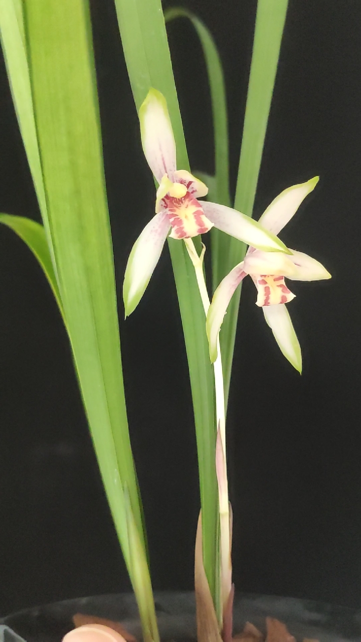 兰花小站#建兰日月潭之恋