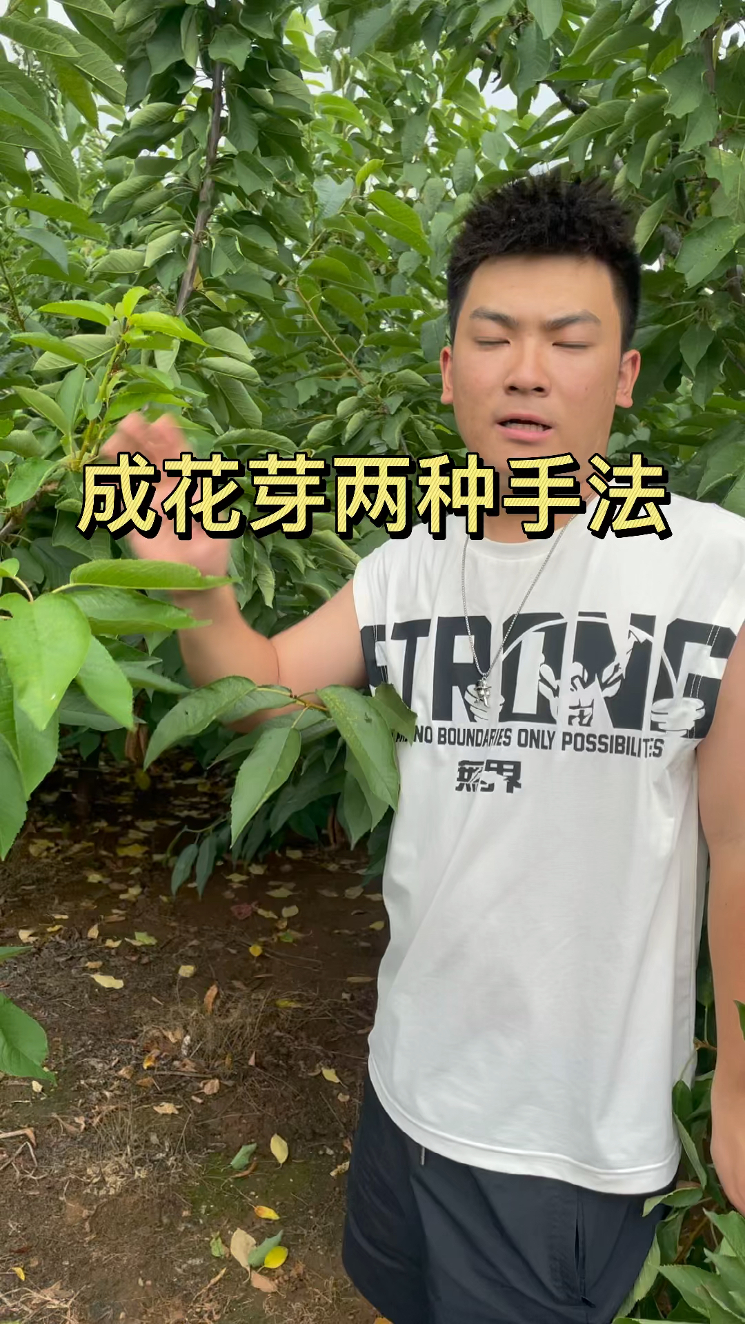 大樱桃苗种植大樱桃树成花芽的两个手法