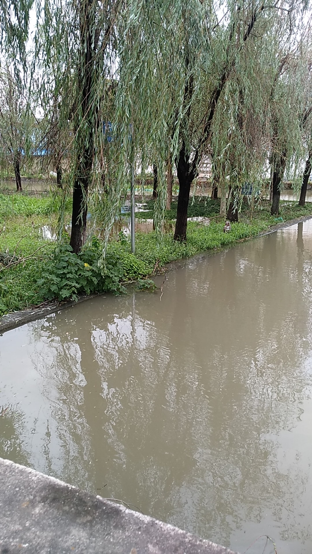 雨下得小河里的水满了.