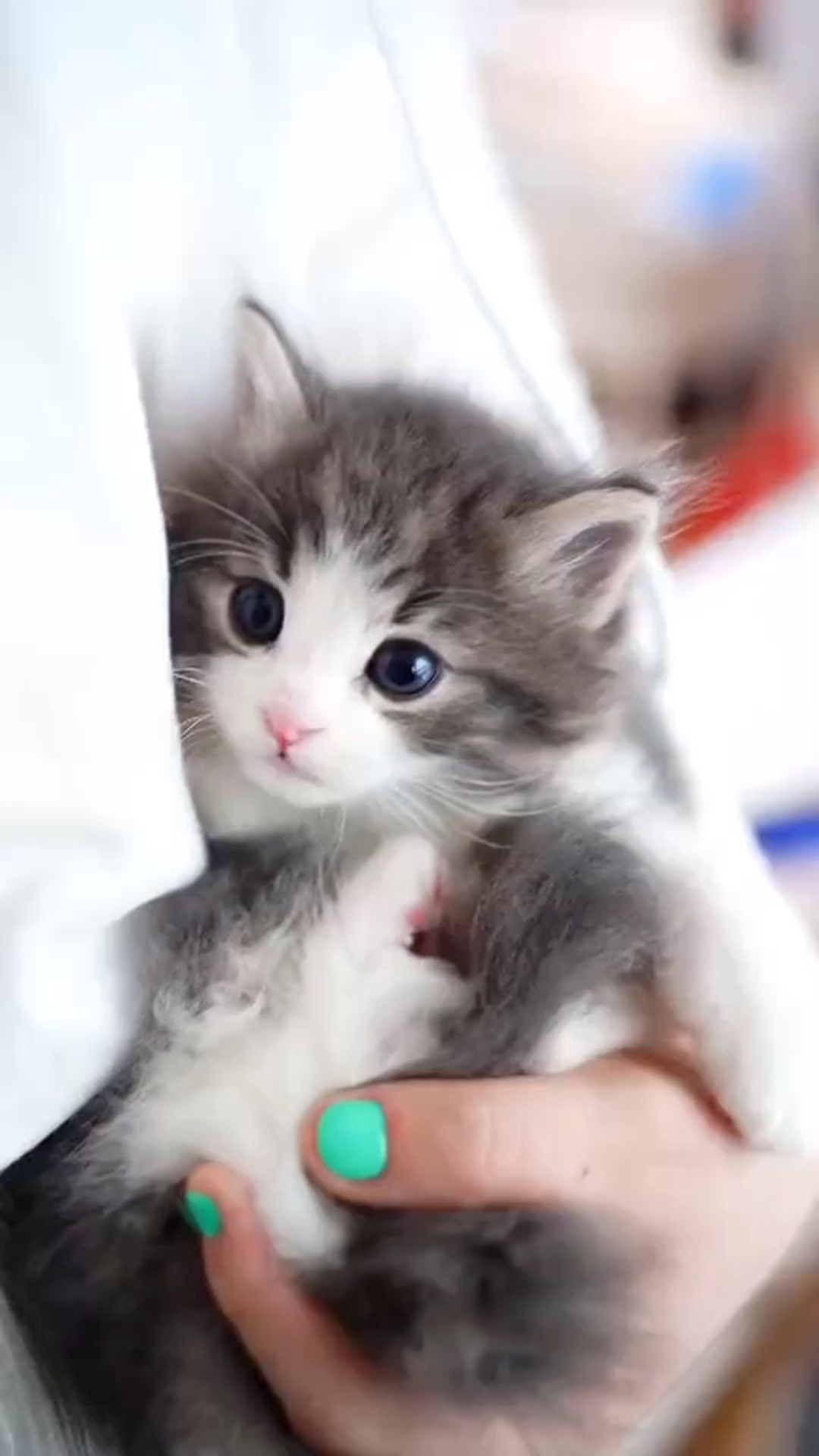 小小爱宠萌化你#非常可爱的小猫咪.