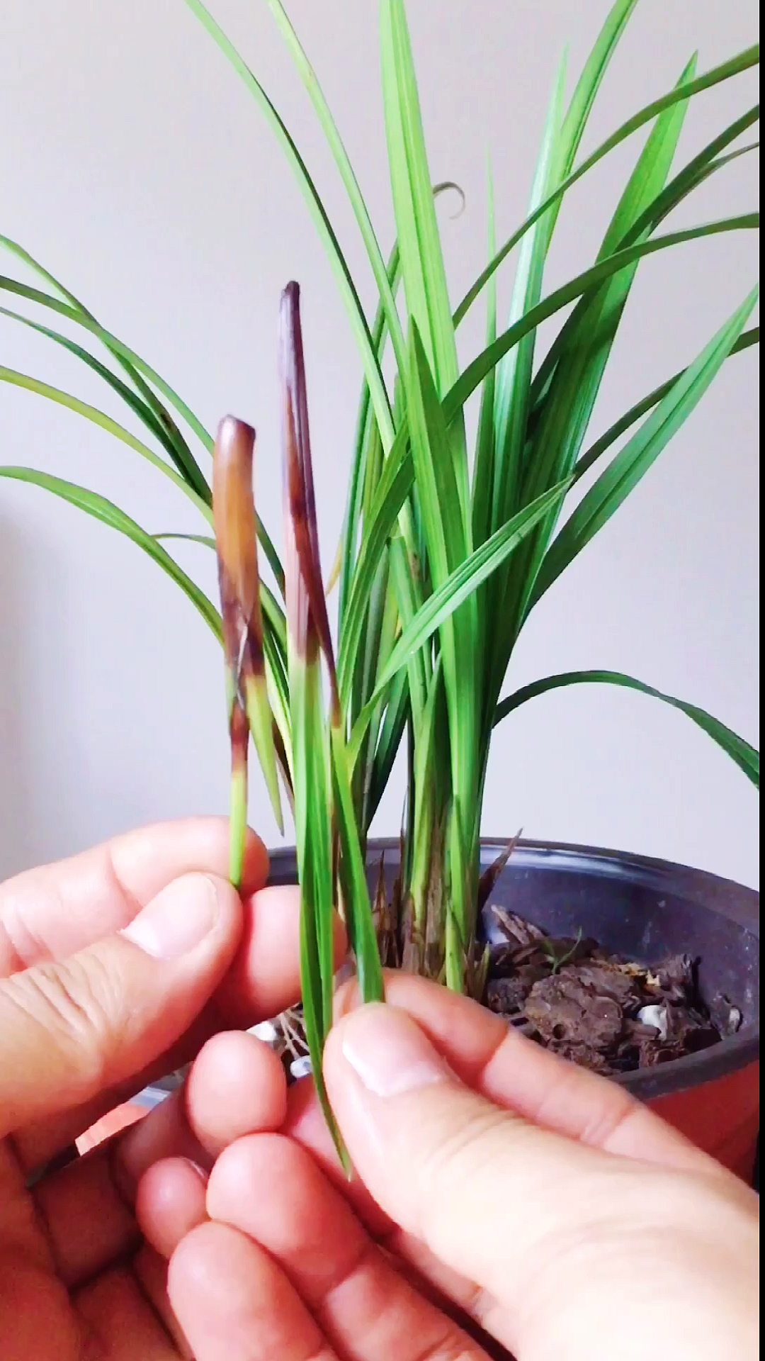 兰花退草和腐苗的区别