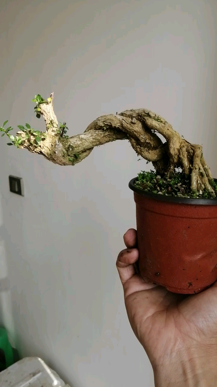 盆景#提根六月雪老桩