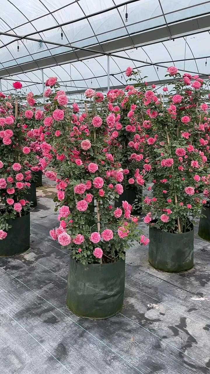 藤本月季粉色达芬奇花量多花期长多季循环开花适合做拱门花墙花柱等