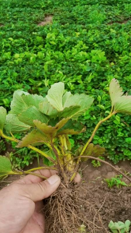 三农#妙香七号草莓苗起苗现场-度小视