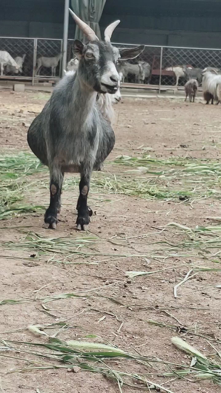 狗羊图片大全大图图片