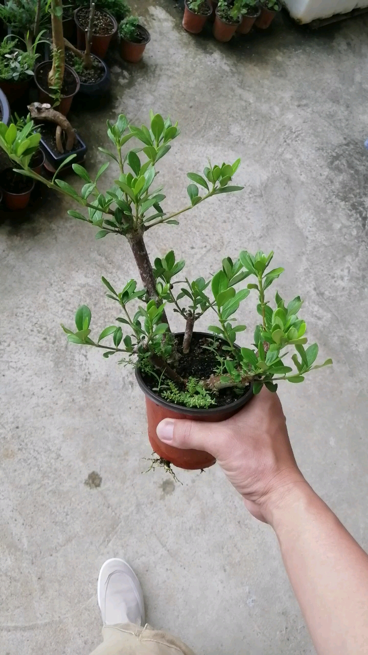 盆景#国产小圆叶栀子