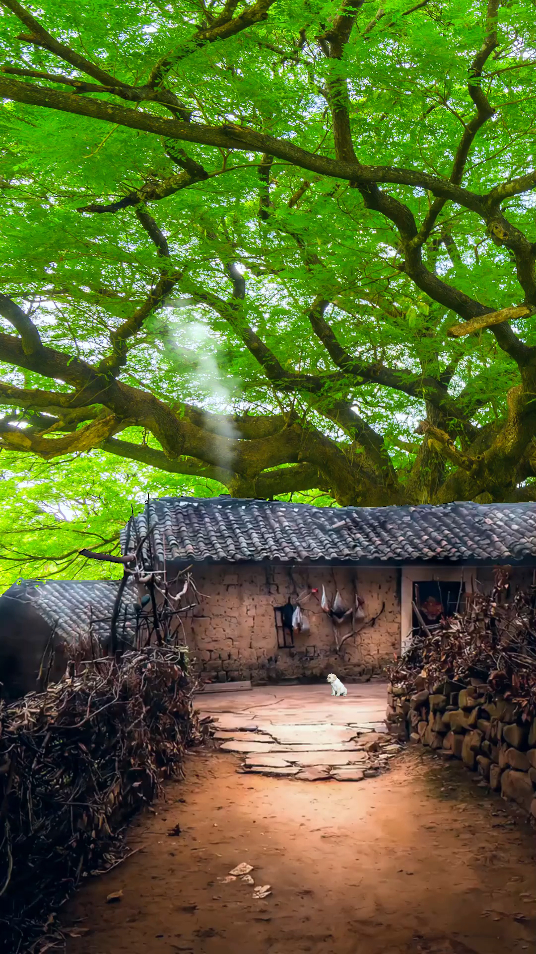 一间瓦房一缕炊烟,人间烟火气最抚凡人心,也许老家并不便利,但能治愈