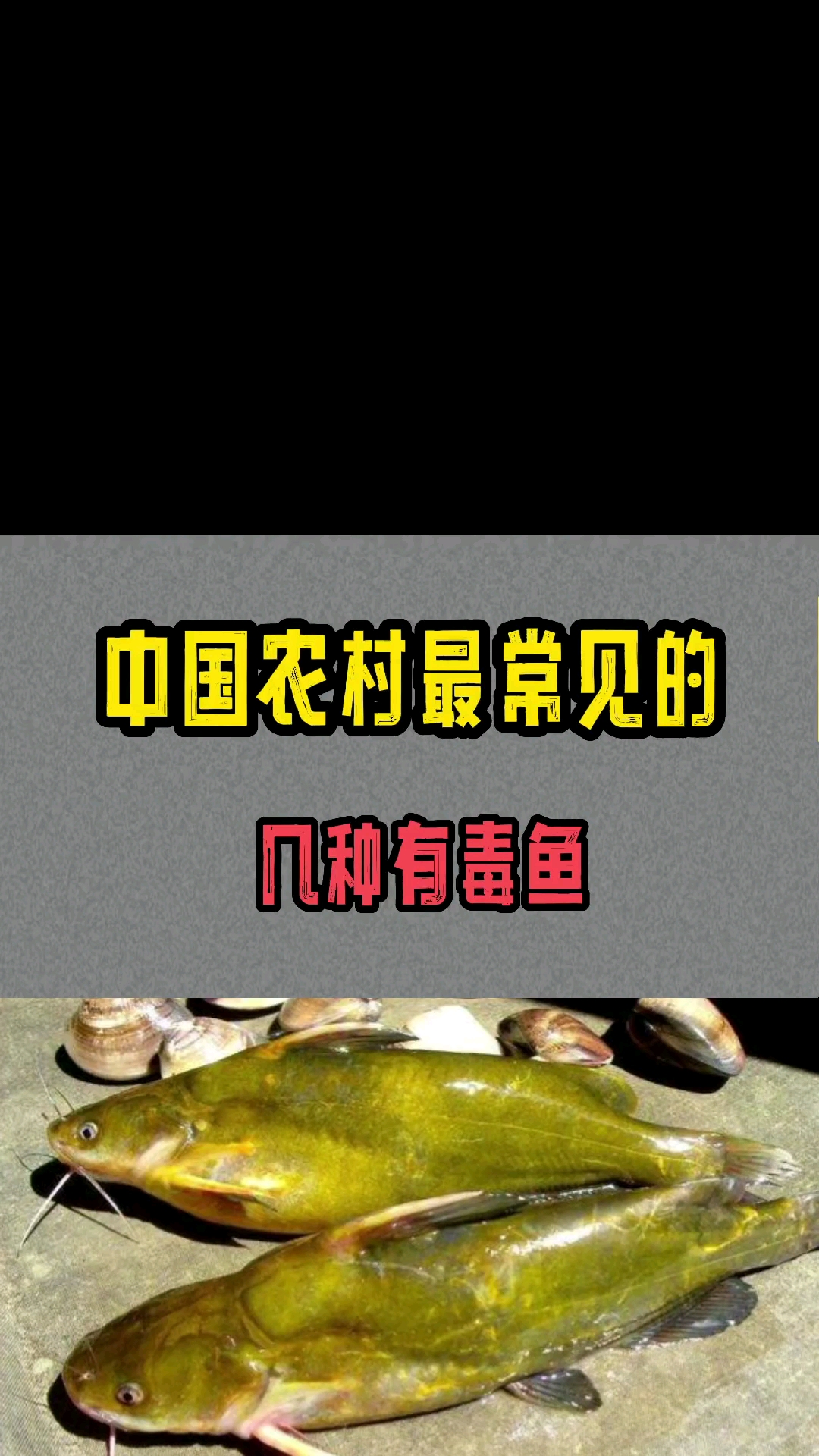 钓鱼中国农村最常见的几种有毒鱼一定要小心谨慎