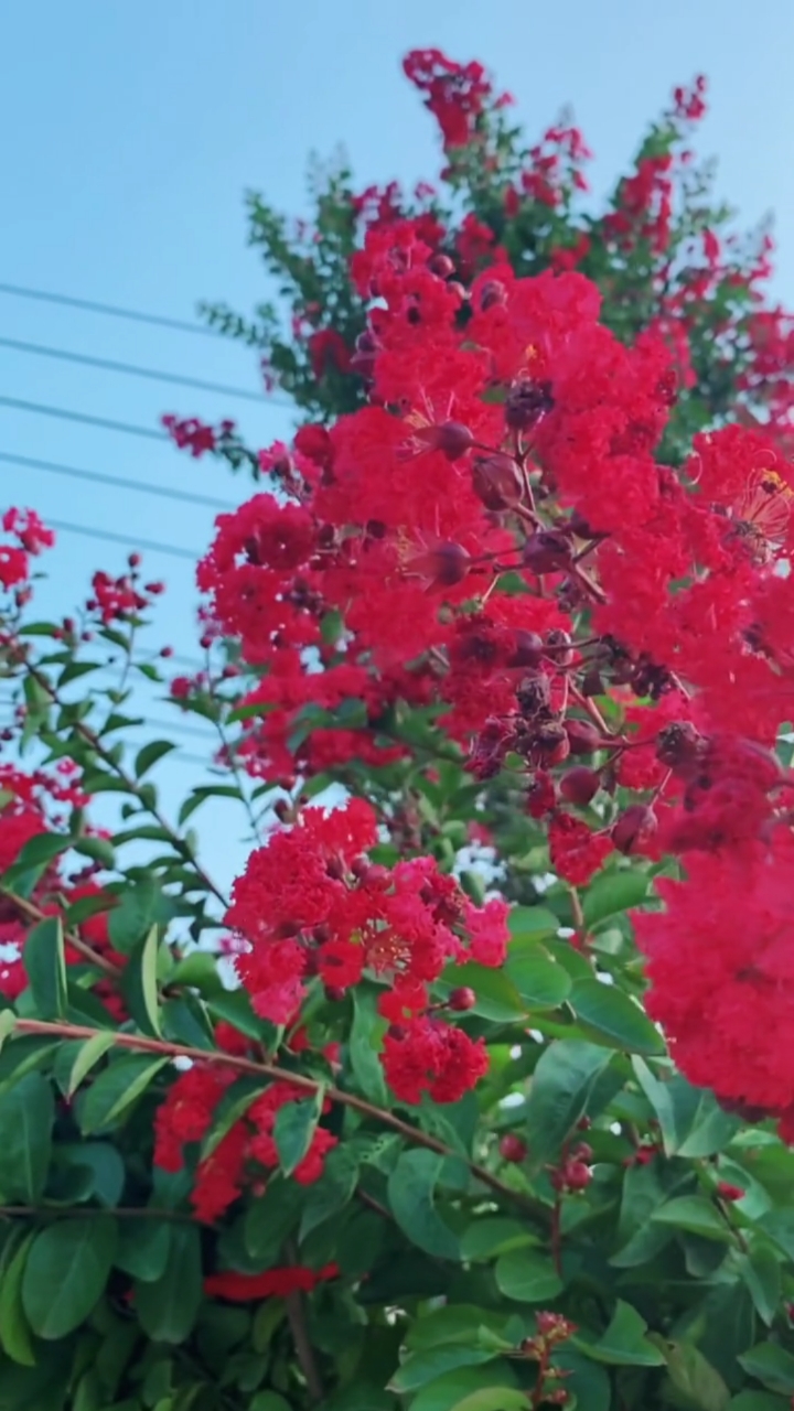 百日红花紫薇,小院阳台种植两株,花开时节美如诗画