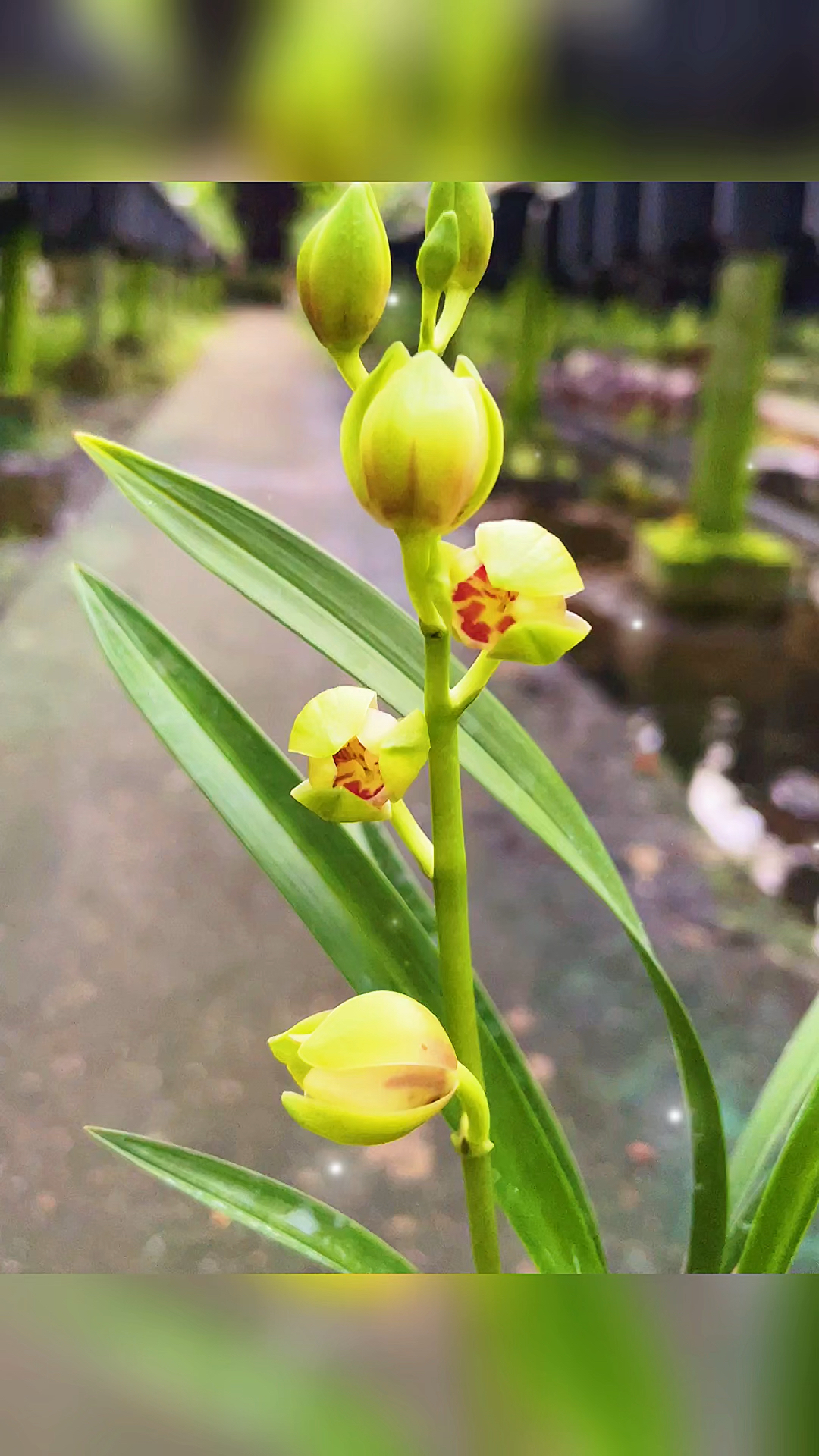 兰花建兰四季兰浏阳荷金奖获得者