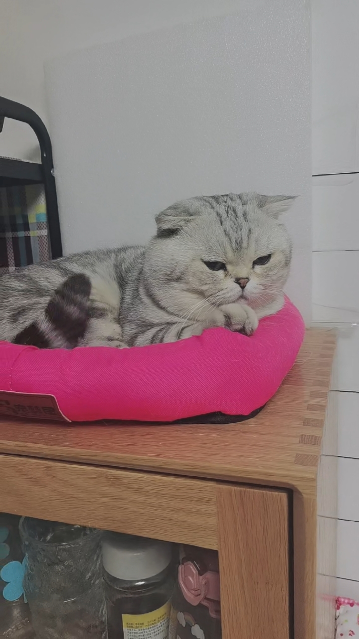 准备睡觉的大萌萌