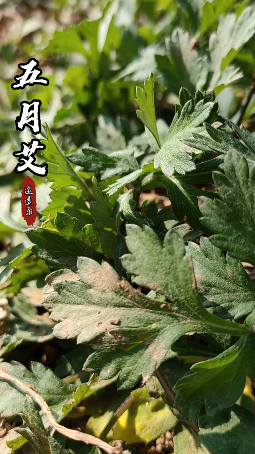认识中草药#百草中药之五月艾,多年生草本,全株独具香气,药食共用-度