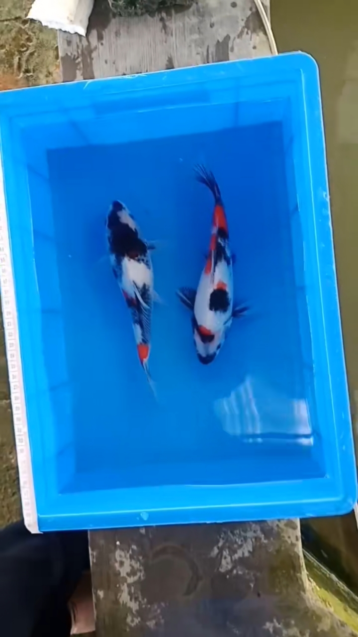 锦鲤#2尾重墨昭和22厘米左右200元