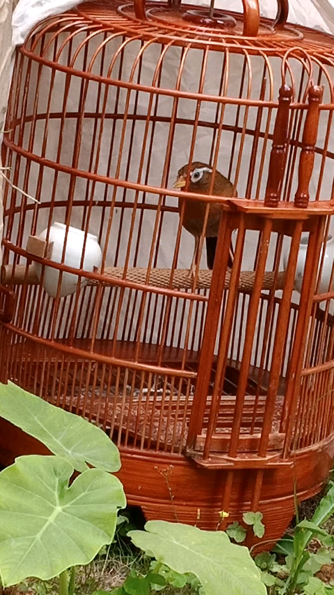 提性强膘气足收身毛色光泽亮丽黄嘴黄脚画眉鸟吃出来的状态