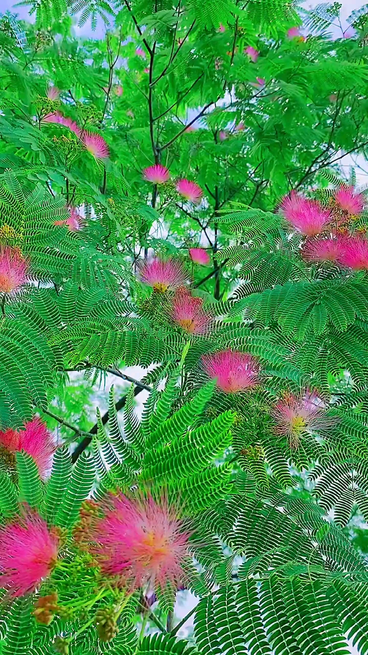 一花一世界合欢花好多名字两两相对温柔长久的意思合欢合心即欢音乐