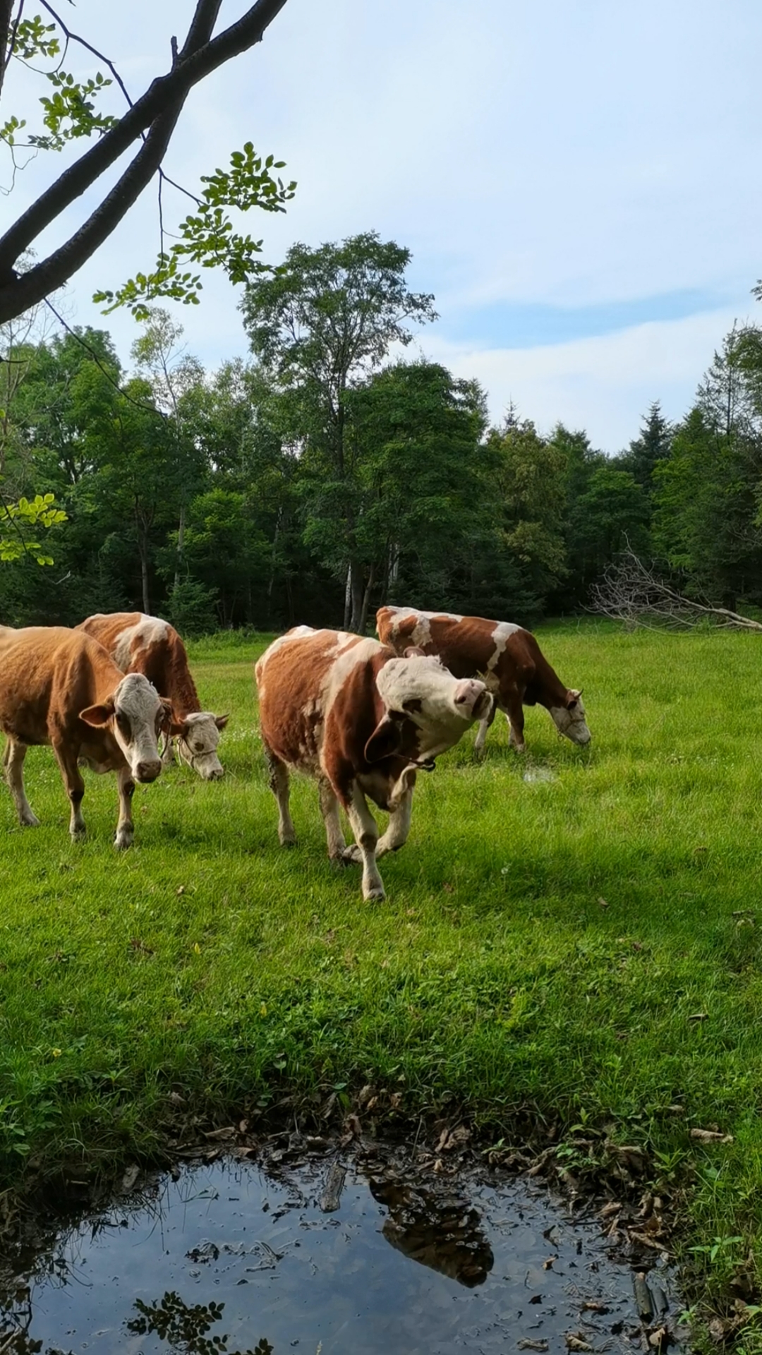 农村放牛#风吹草低见牛羊
