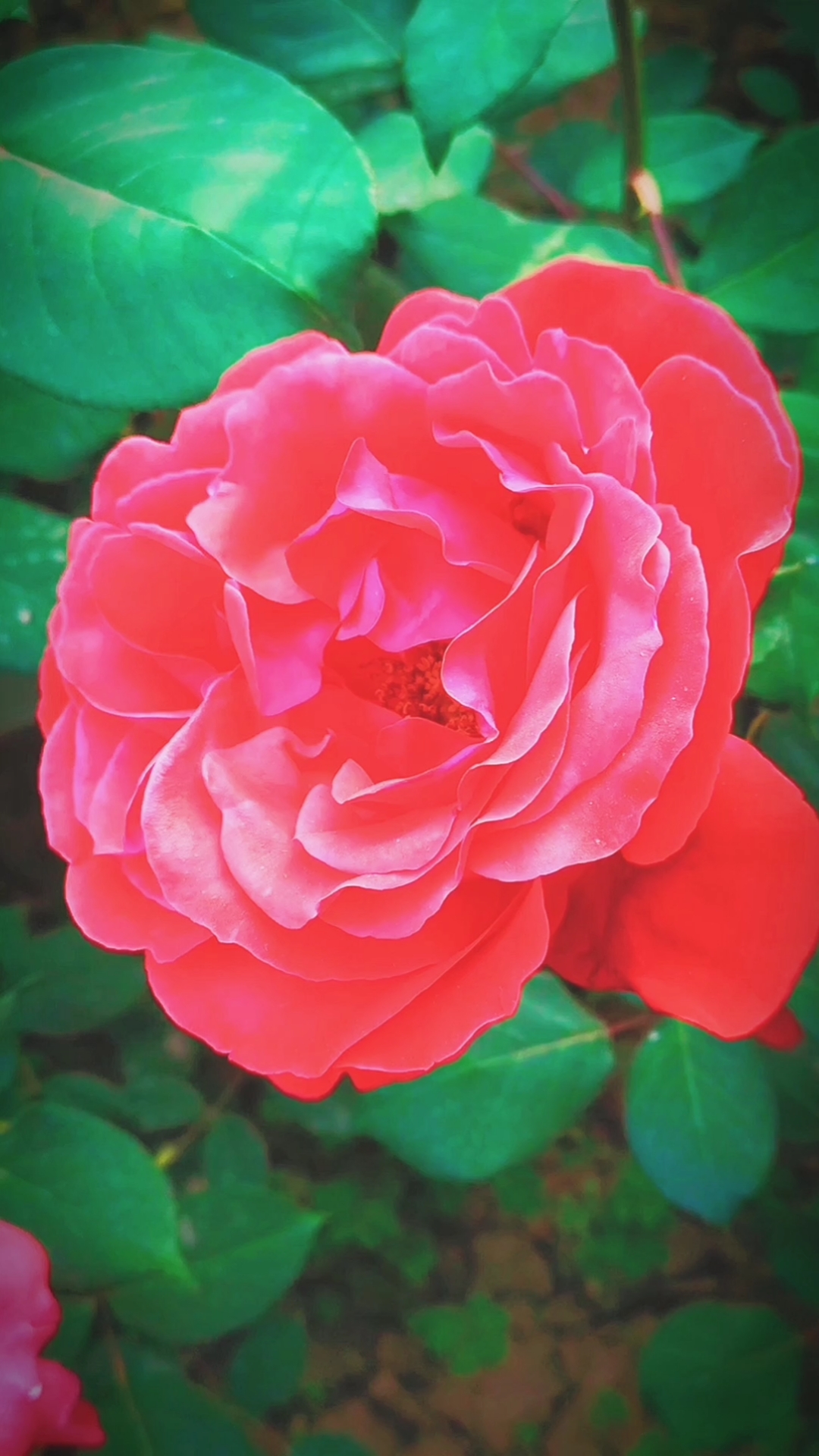 音为有你#音乐视频随手拍——《美丽的月季花》