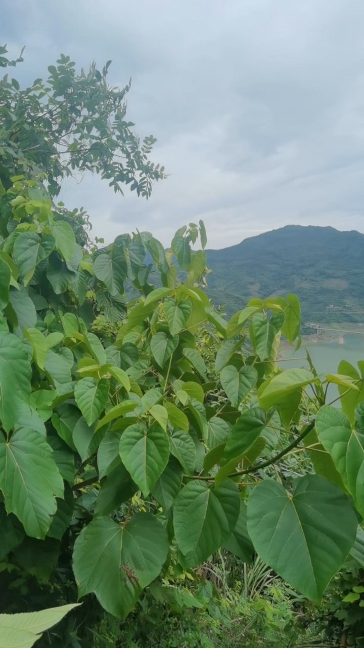 桐子叶小麦,玉米粑粑,欢迎品尝