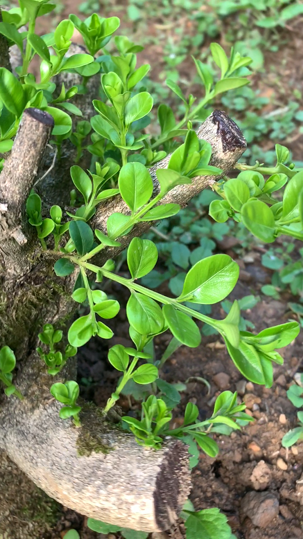 小叶黄杨爆芽