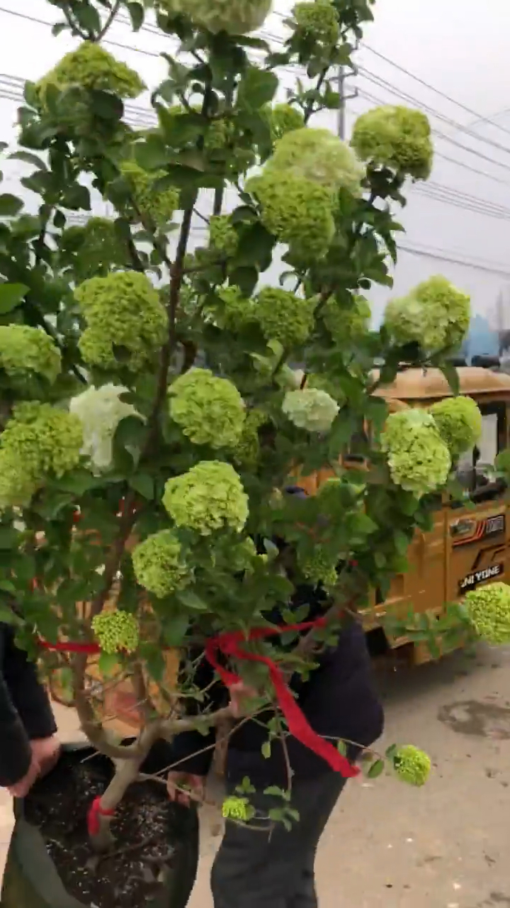 中华木绣球花期长耐寒耐旱性强