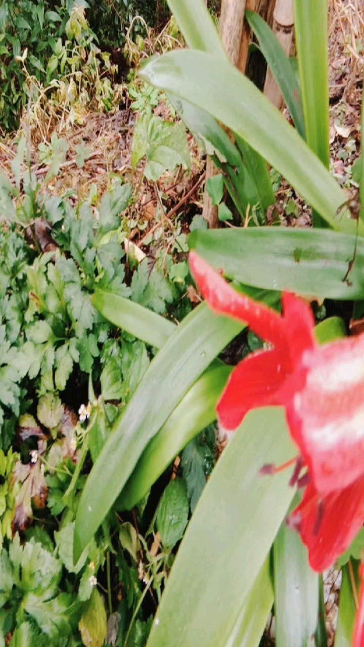 记录生活#老娃蒜花!