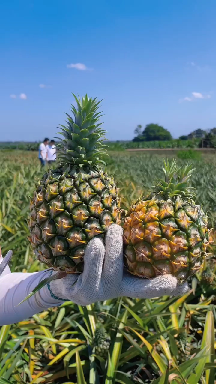 新鲜当地水果徐闻菠萝上市了皮薄肉厚汁水多