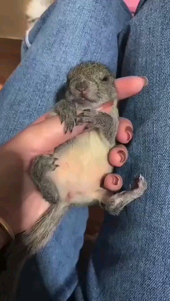 黄山松鼠幼崽,可家养,亲人,粘人