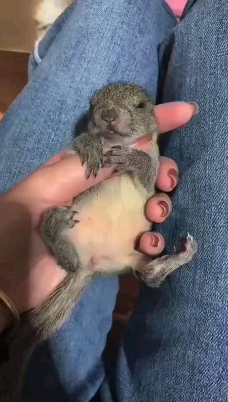 黄山松鼠幼崽,可家养,亲人,粘人