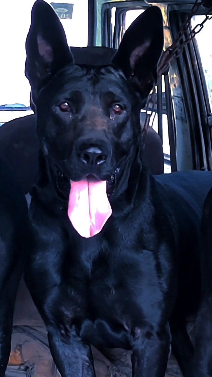 黑狼犬#中华黑狼犬,墨界黑狼