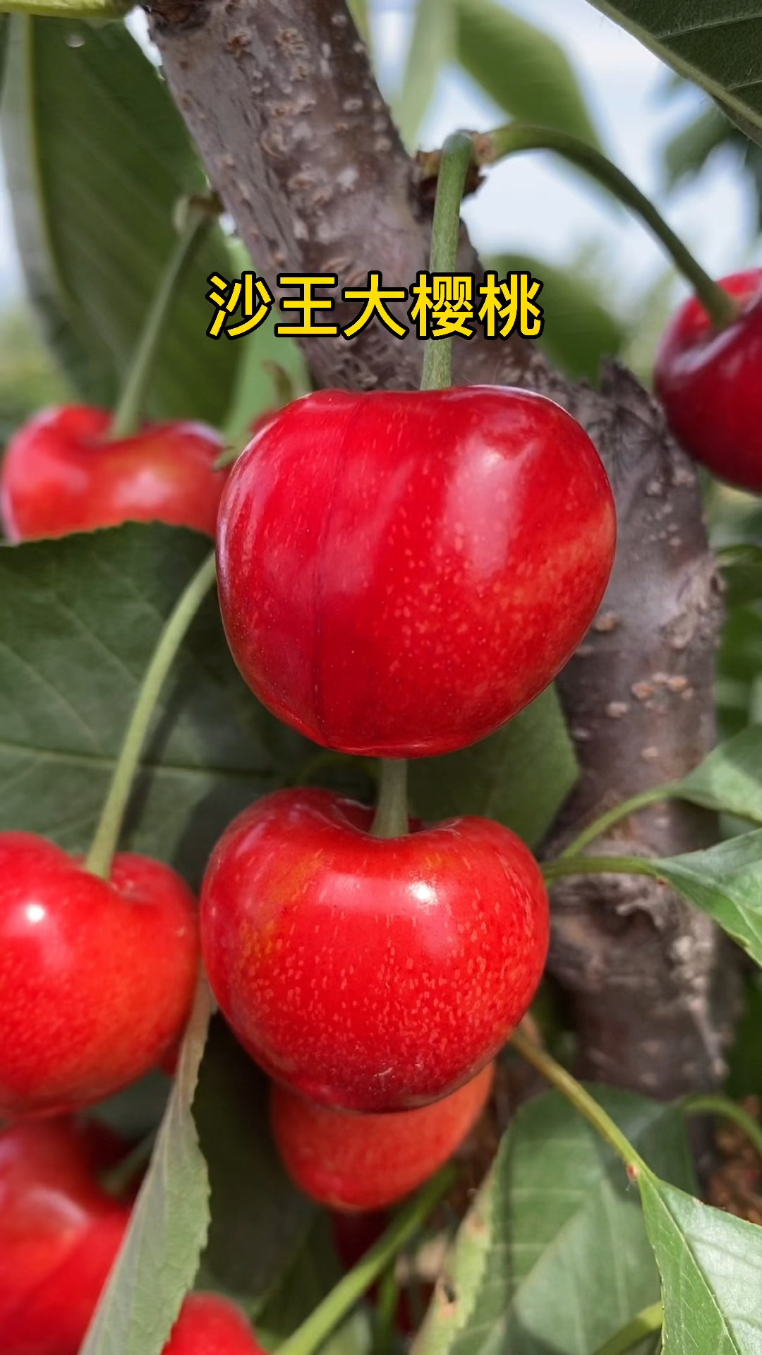 乡村生活#产量惊人的沙王大樱桃,看看它的果子怎么样
