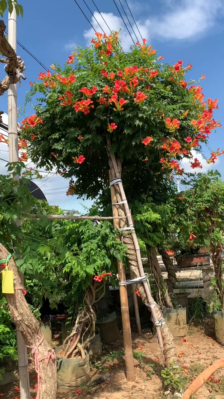 爬藤凌霄花,耐寒耐旱南北方都可以栽植,花开整个夏天