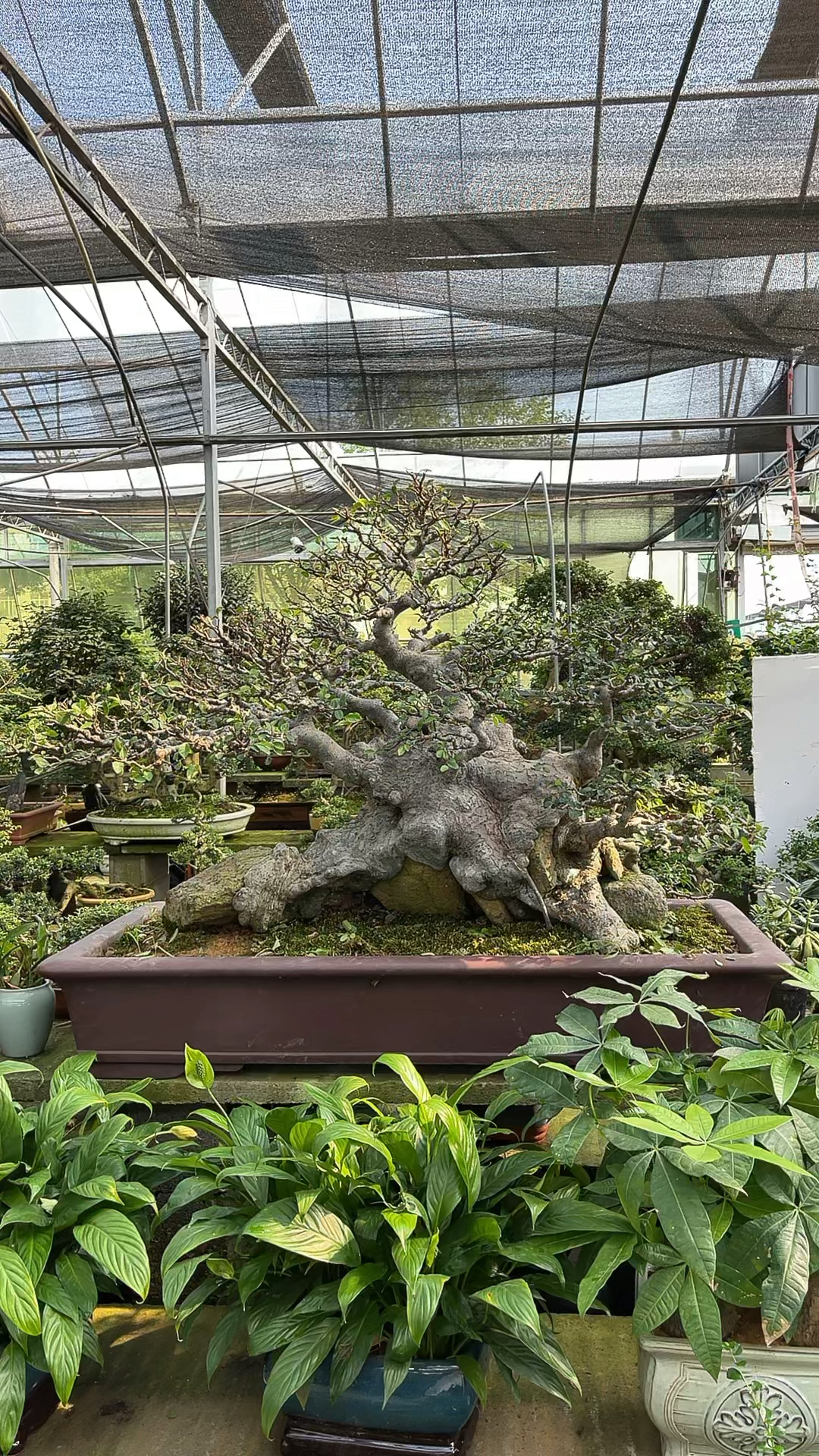 百年古桩榆树盆景