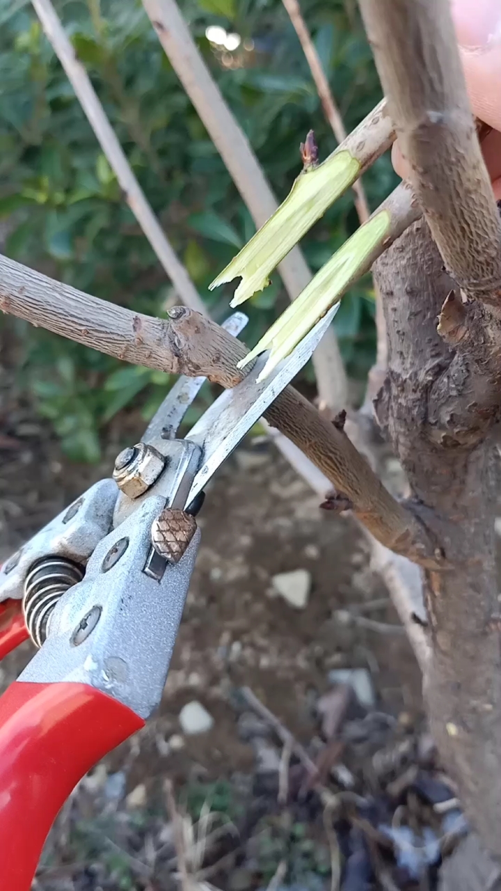 嫁接技术这是樱珠嫁接高手成活率极高